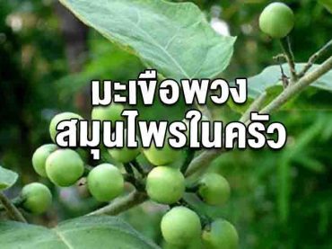 มะเขือพวง